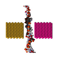 DNA Sequencing