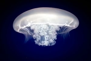 Moon jellyfish in ocean