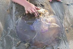Moon jellyfish on sand